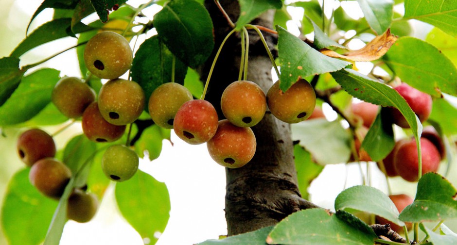 海棠果能在经期食用吗 多种功效吃出健康