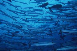 更年期的女人多吃蔬果好处多 缓解各种不适