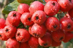 多吃这几种东西能帮你调理卵巢囊肿