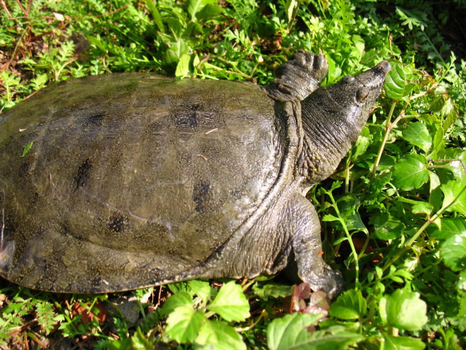 月经不调能吃甲鱼吗 滋阴壮阳的上好佳品