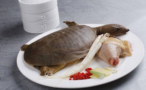 月经不调能吃甲鱼吗 滋阴壮阳的上好佳品