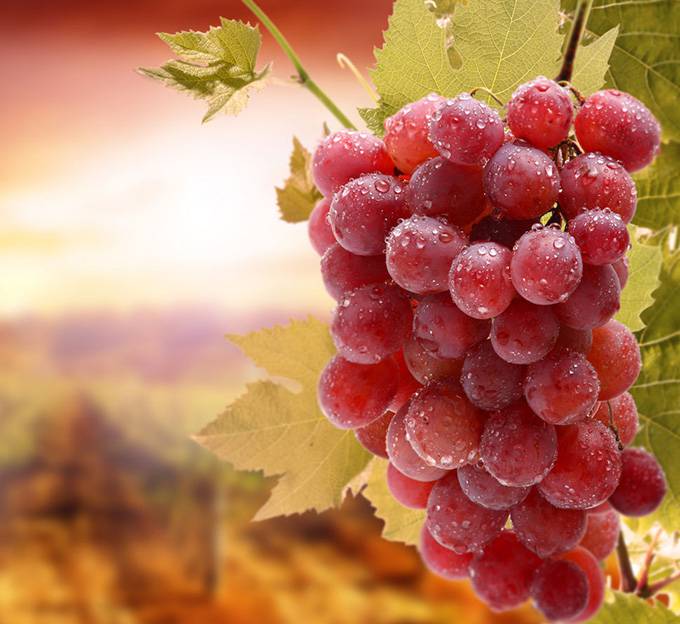 女人吃什么易得乳腺癌 喝豆浆竟容易乳腺癌