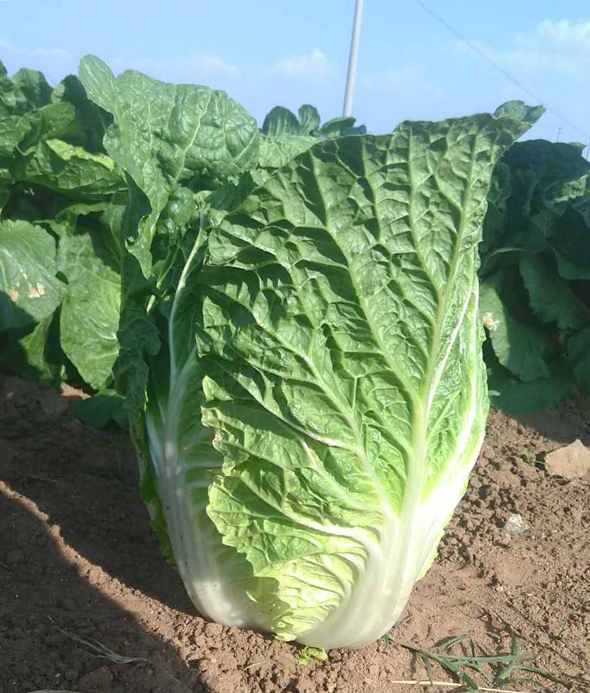 如何避免乳腺增生 从生活方式做起