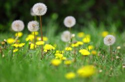 急性乳腺炎的中药治疗 试试这几款中药食疗方