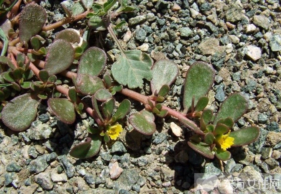 阴道炎可以根治吗 治疗阴道炎的食疗方法推荐