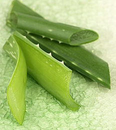 芦荟的用途 芦荟的使用方法及注意事项