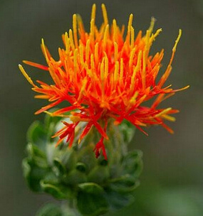 红花的功效与作用 散瘀止痛活血通经