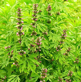 益母草的副作用 益母草并非适用于每个人