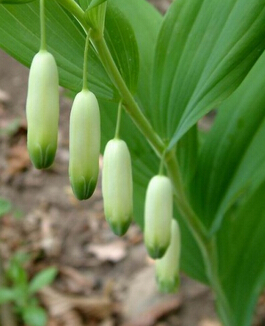 黄精的功效与作用 抗疲劳抗氧化