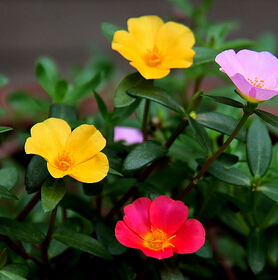 马齿苋的功效 长寿野蔬的10则治病偏方