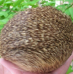 麝香的功效与作用 麝香的临床应用