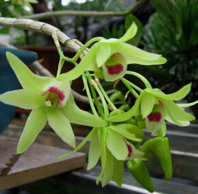 铁皮石斛怎么吃 铁皮石斛叶泡茶的功效与作用