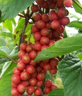 五味子的作用 保肝延缓衰老的作用