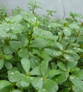 马齿苋的功效 马齿苋的四种食疗作用