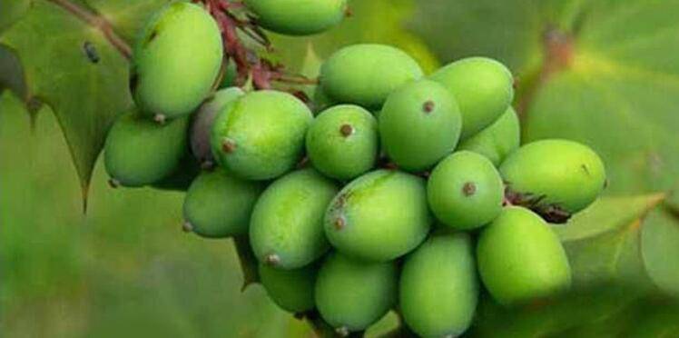 胖大海的功效与作用 哪类人群不宜食用