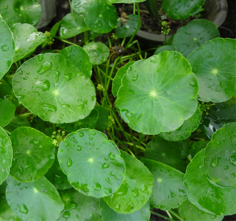 金钱草有什么功效 存在有哪些禁忌