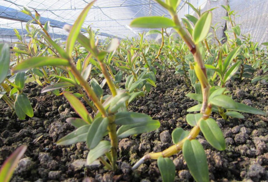 石斛的功效与作用以及食用方法大全