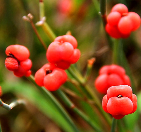 麻黄的功效与作用 麻黄到底能干什么