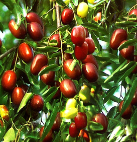 红枣的功效与作用 红枣的6大养生功效