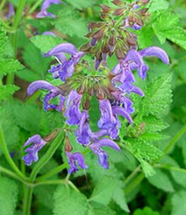 丹参的功效与作用 丹参与当归配伍治冠心病