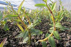 石斛的功效与作用以及食用方法大全