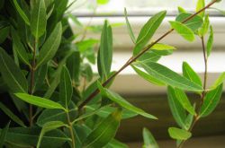 罗布麻的功效与作用大揭秘 真如所说那般好