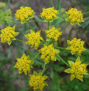 柴胡的功效与作用 柴胡是常用解表药