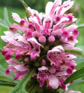 痛经怎么缓解 调理痛经的中草药