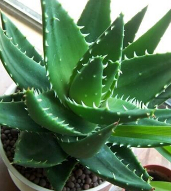 芦荟的作用 芦荟的七大功效美容美白