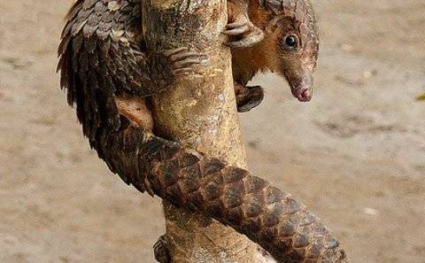 穿山甲鳞片的作用 食用方法与禁忌