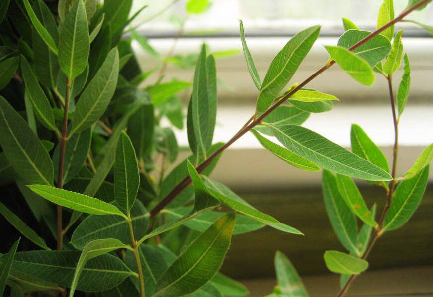 罗布麻的功效与作用大揭秘 真如所说那般好