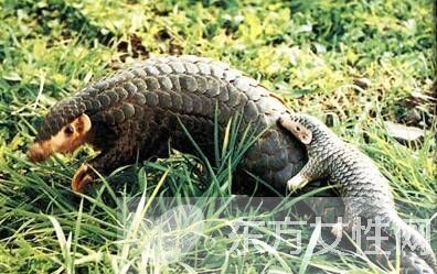 穿山甲鳞片的作用 食用方法与禁忌