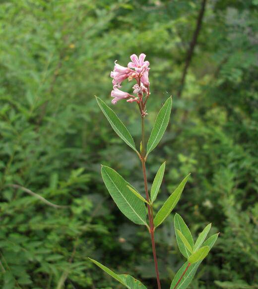 罗布麻的功效与作用大揭秘 真如所说那般好