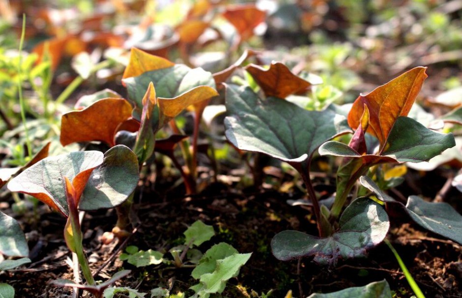 深究鱼腥草的功效 鱼腥草还能这样吃
