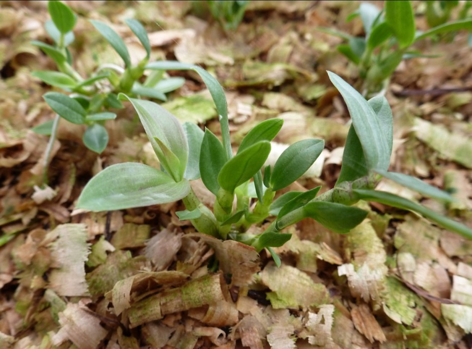 石斛的功效与作用以及食用方法大全