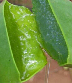 芦荟的用途 芦荟的使用方法及注意事项