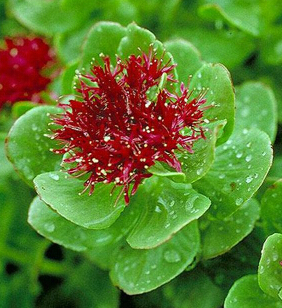 红景天的吃法 红景天泡酒泡水煲汤