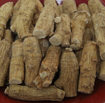 西洋参的功效与作用 补气生津清火除烦