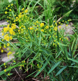 柴胡的功效 柴胡的3大临床应用