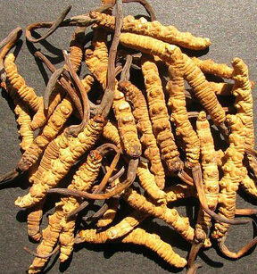 老年人吃什么好 冬虫夏草的进补作用