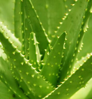 芦荟的作用 芦荟的七大功效美容美白