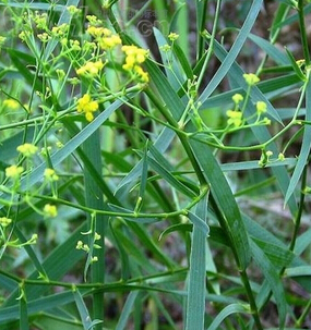 柴胡的功效与作用 柴胡是常用解表药