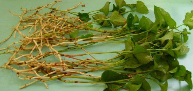 深究鱼腥草的功效 鱼腥草还能这样吃