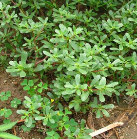 马齿苋的功效 长寿野蔬的10则治病偏方