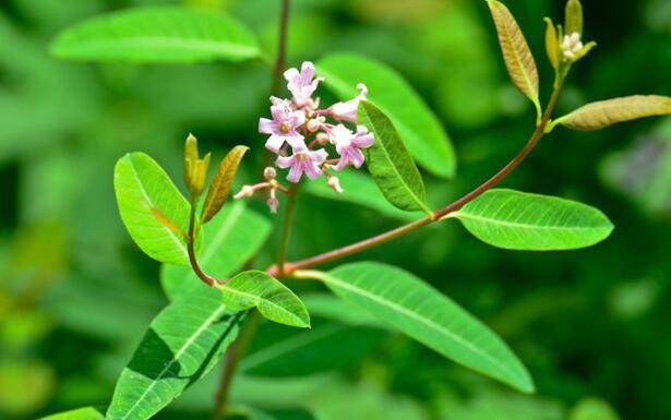 罗布麻的功效与作用大揭秘 真如所说那般好