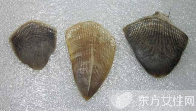 穿山甲鳞片的作用 食用方法与禁忌