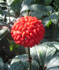 三七花的功效 三七花美容抗衰老的原理