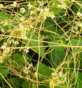 菟丝子的功效与作用 菟丝子的药用部位