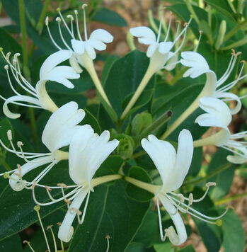 金银花的功效与作用 金银花的药用偏方