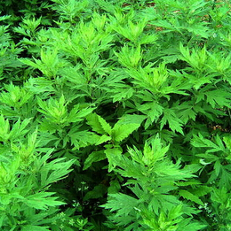 驱蚊方法 夏季天然驱蚊法艾草驱蚊